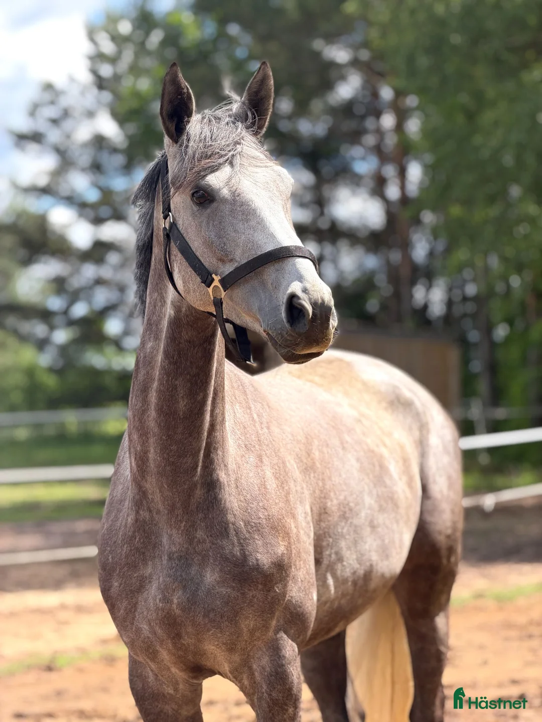Hoppning hästar till salu: Talented and quick mare for showjumping! - Annons 2