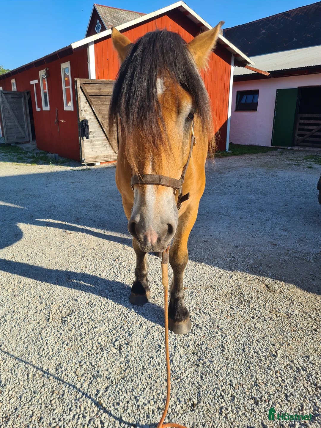 Allround hästar till salu: Stor och vänlig i Klintehamn - Annons 3