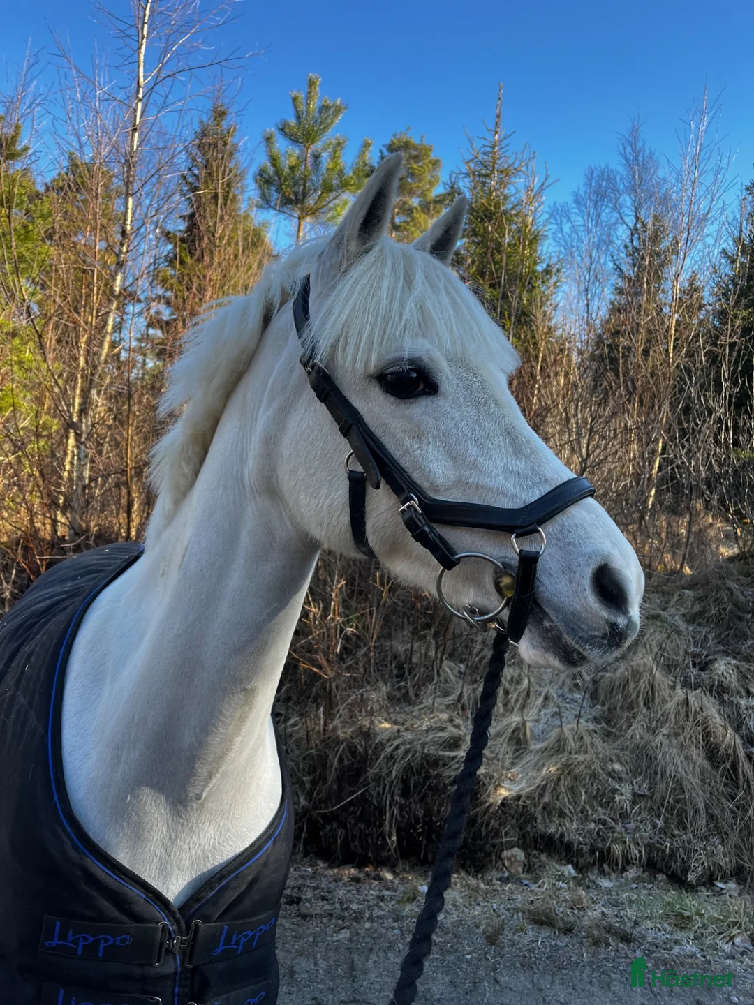 Allround hästar till salu: Allround ponny med kvalitet och välriden. - Annons 3