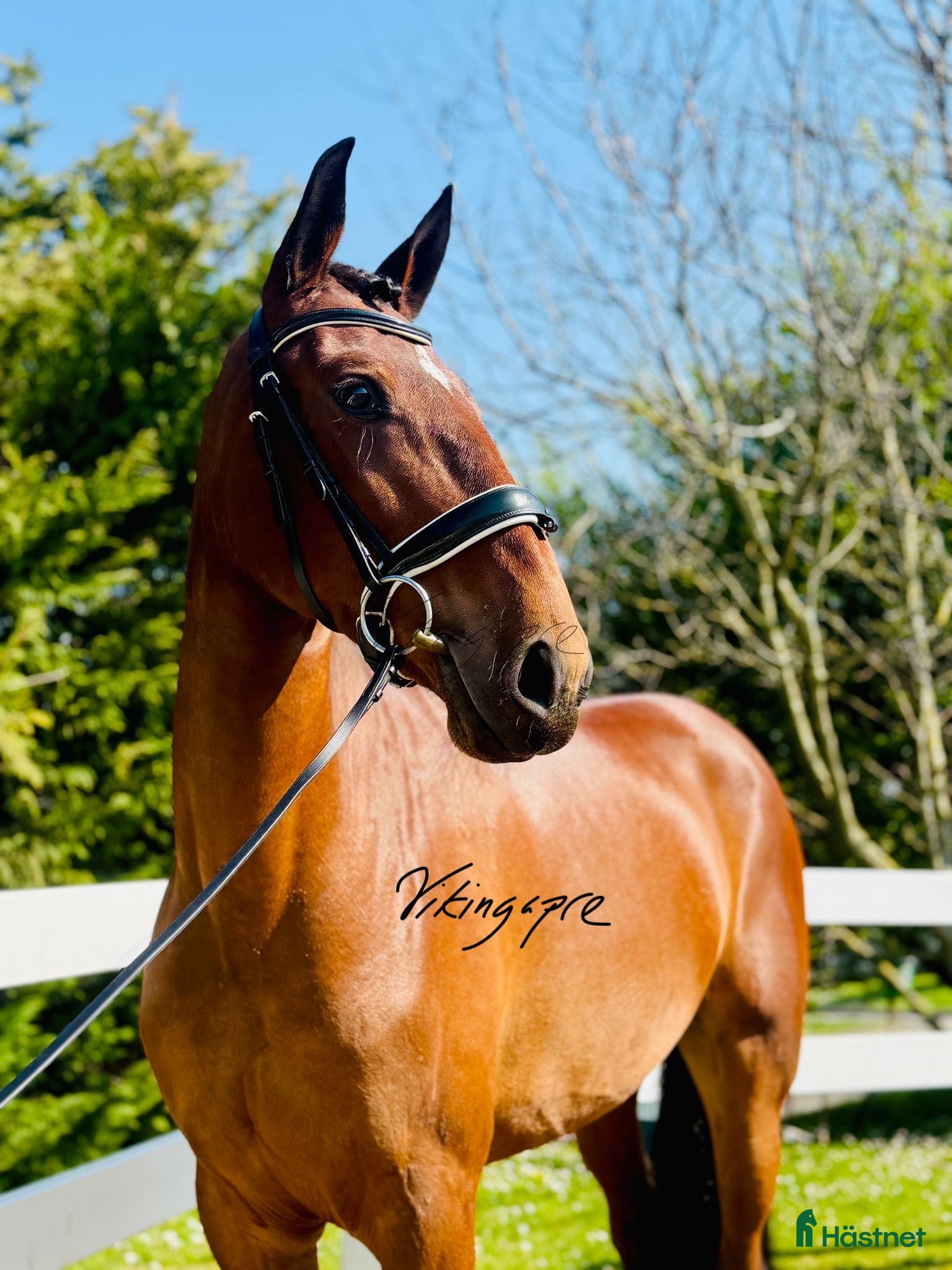  hästar PSLusitano sto  - Annons 2