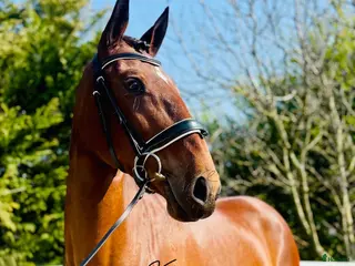 hästar PSLusitano sto - Annons 2