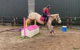 Hoppning hästar till salu: Selection of Irish ponies i Ljungby - Annons 4