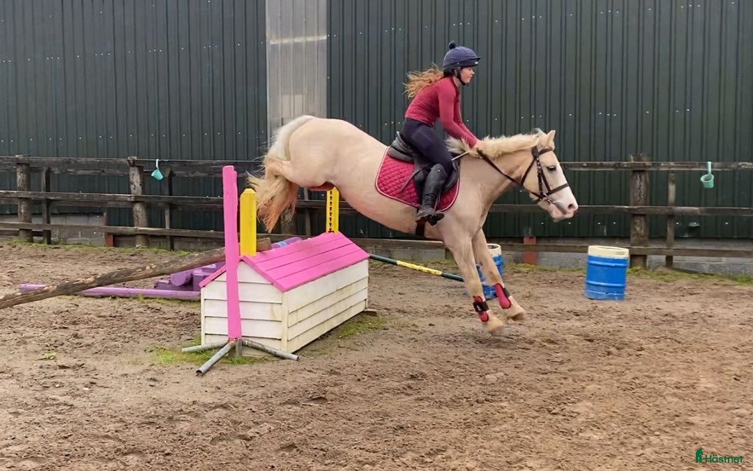 Hoppning hästar till salu: Selection of Irish ponies i Ljungby - Annons 4