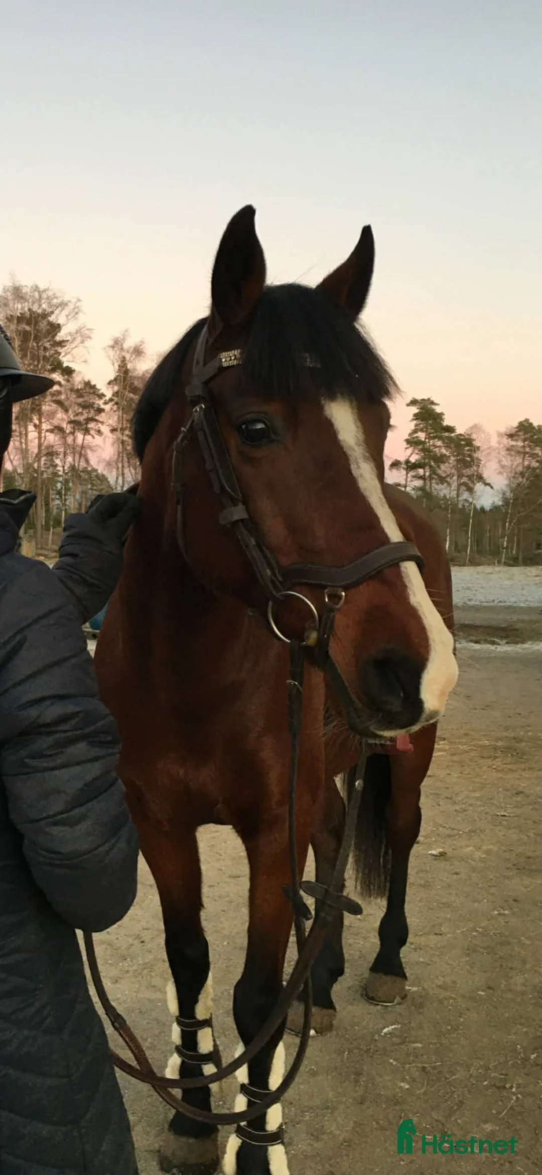 Allround hästar till salu: Personlig d-ponny söker nytt hem - Annons 2