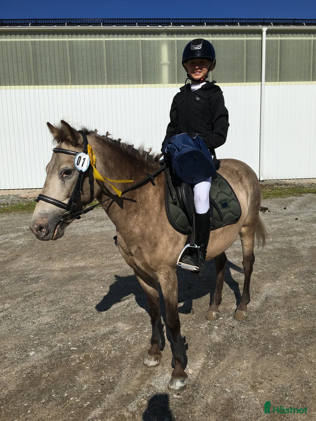 Sällskap hästar till salu: Trevligt gotlandsruss  i Strängnäs - Annons 3