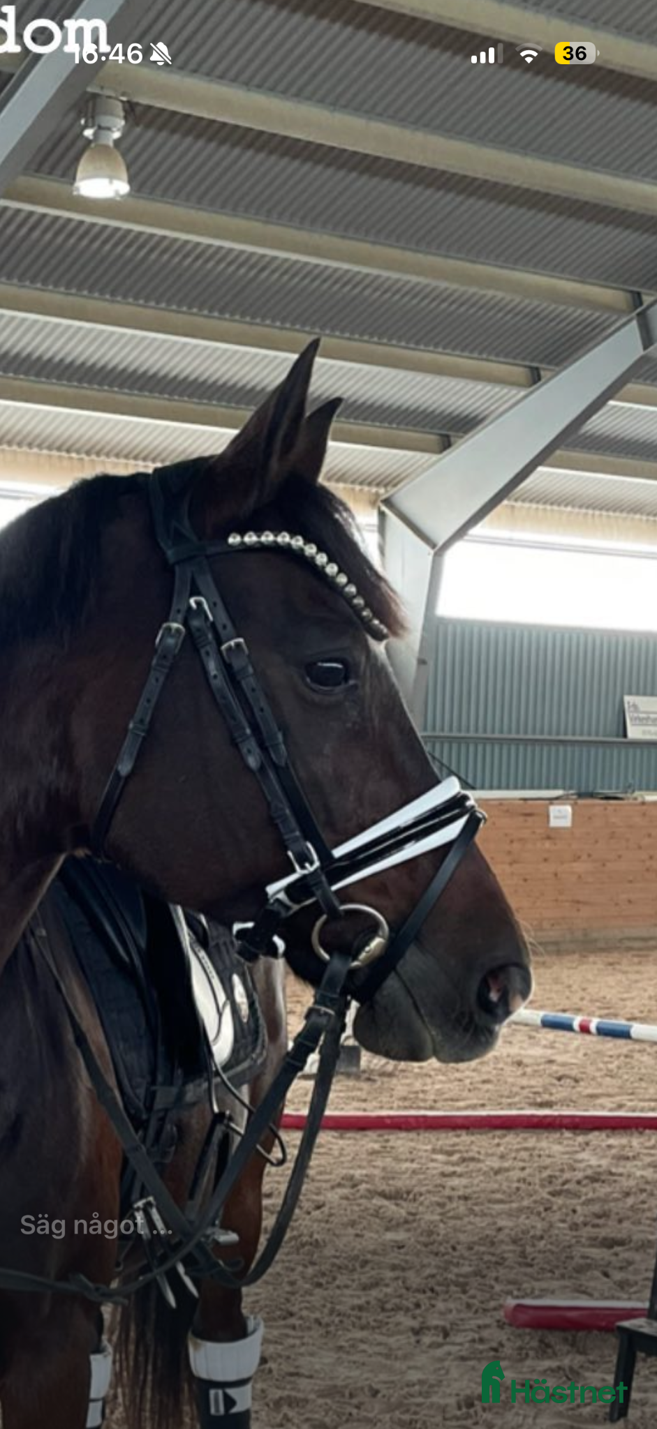 Träns hästutrustning SD Design - Annons 12