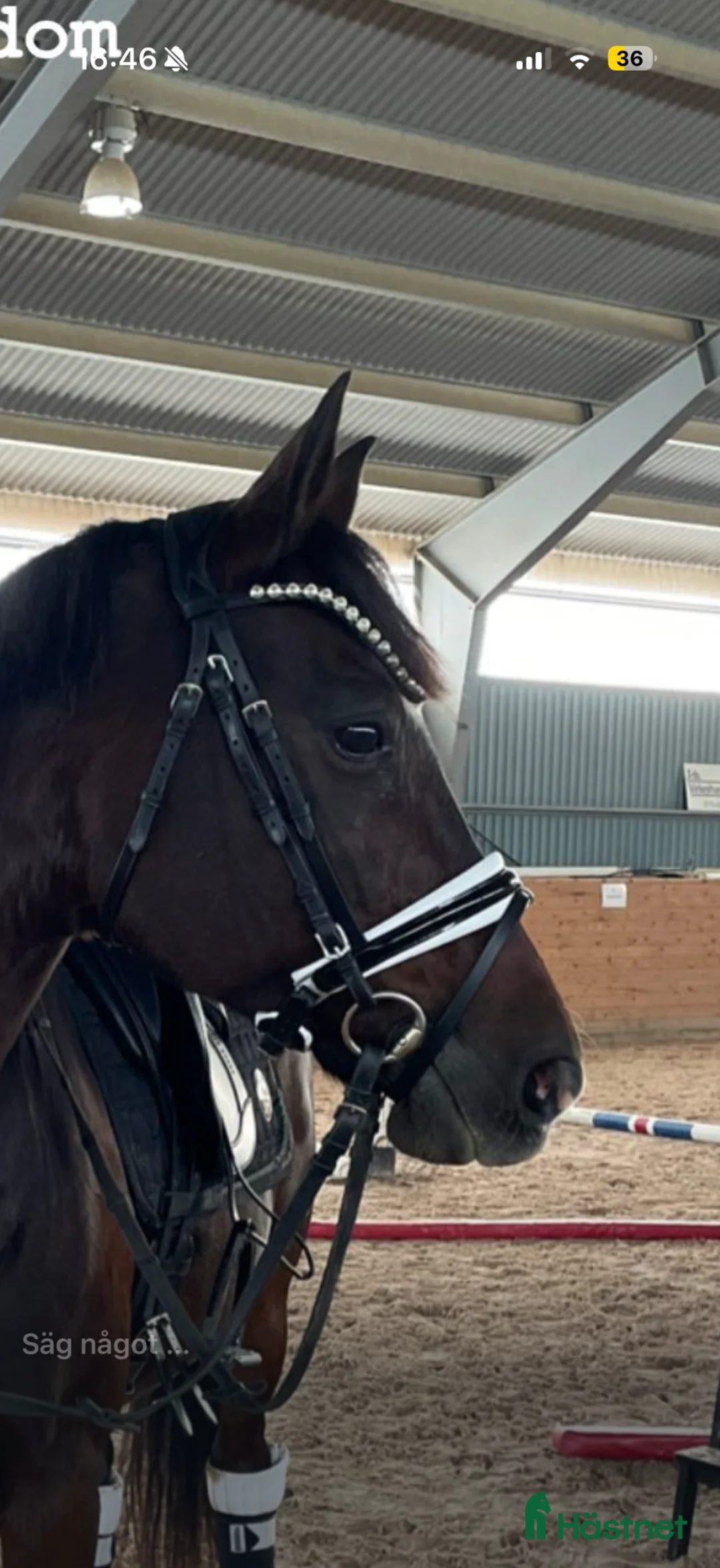 Träns hästutrustning till salu: SD Design - Annons 1