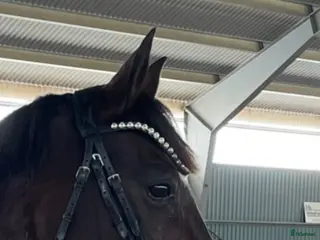 Träns hästutrustning SD Design - Annons 12