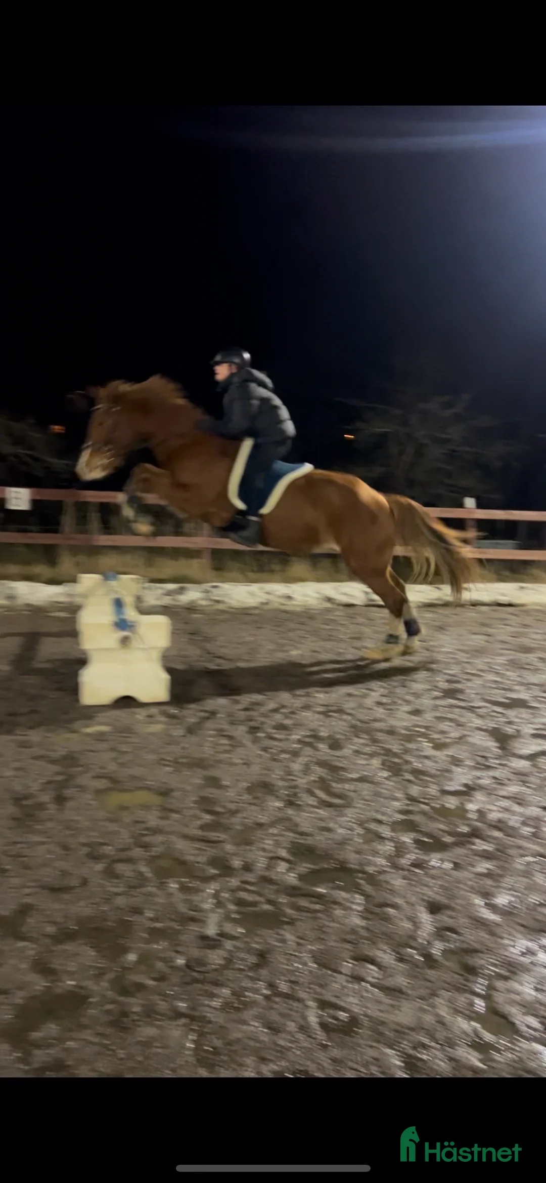 Allround hästar till salu: Läromästare och rosettplockare💕 - Annons 2