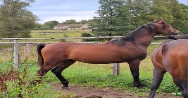  hästar i Agunnaryd - Annons 7