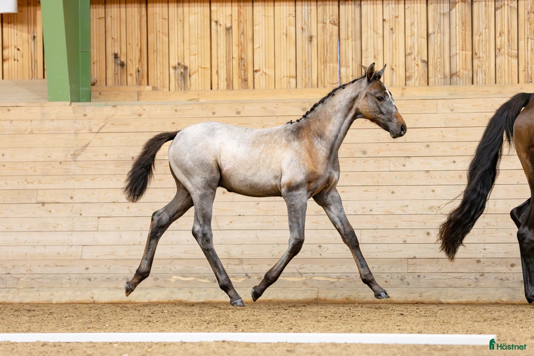Hoppning hästar till salu: Hingstföl e: Untouchable från starkt möderne i Eskilstuna - Annons 4
