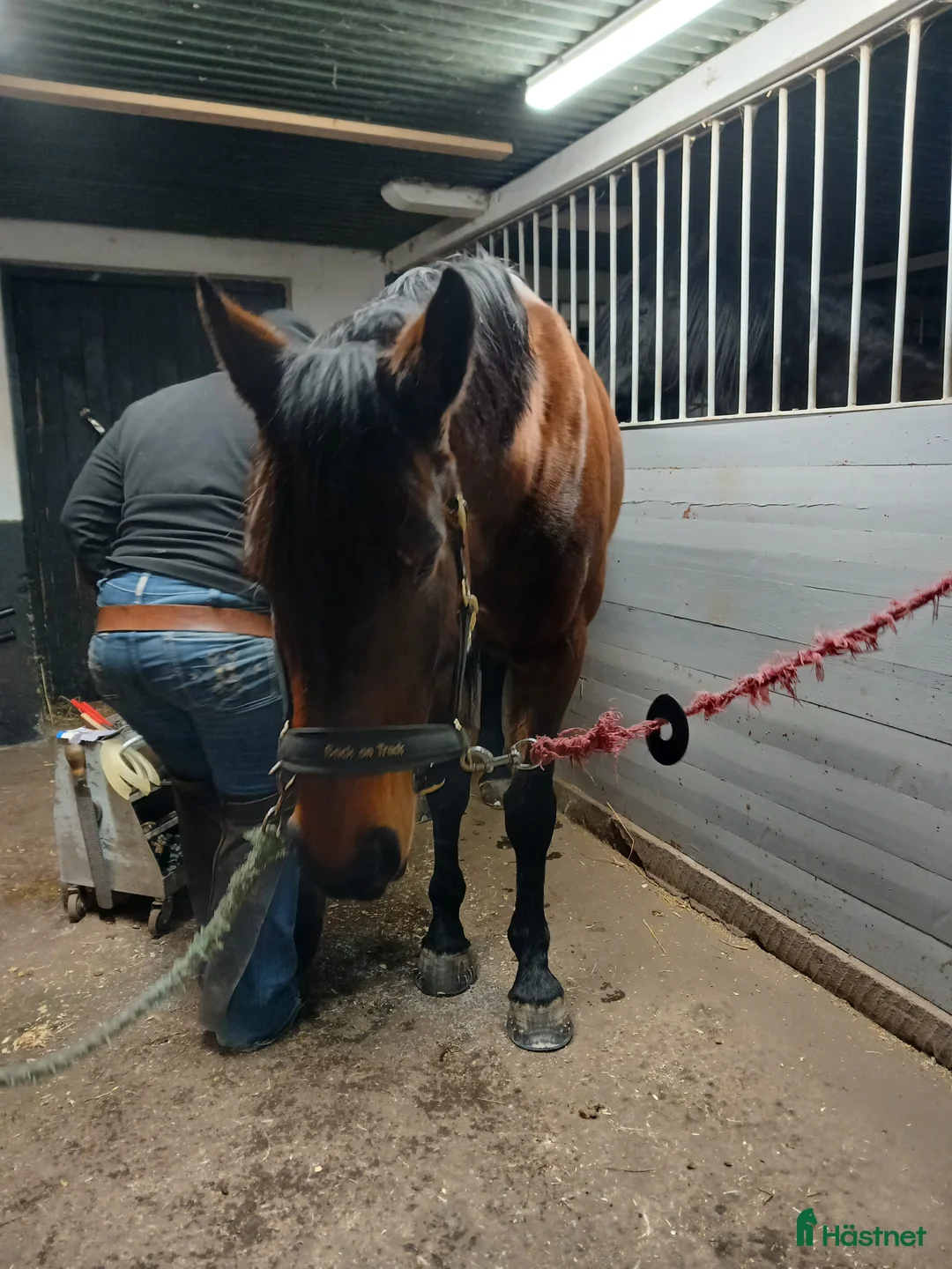 Hoppning hästar till salu: Din blivande stjärna?! i Månsarp - Annons 2