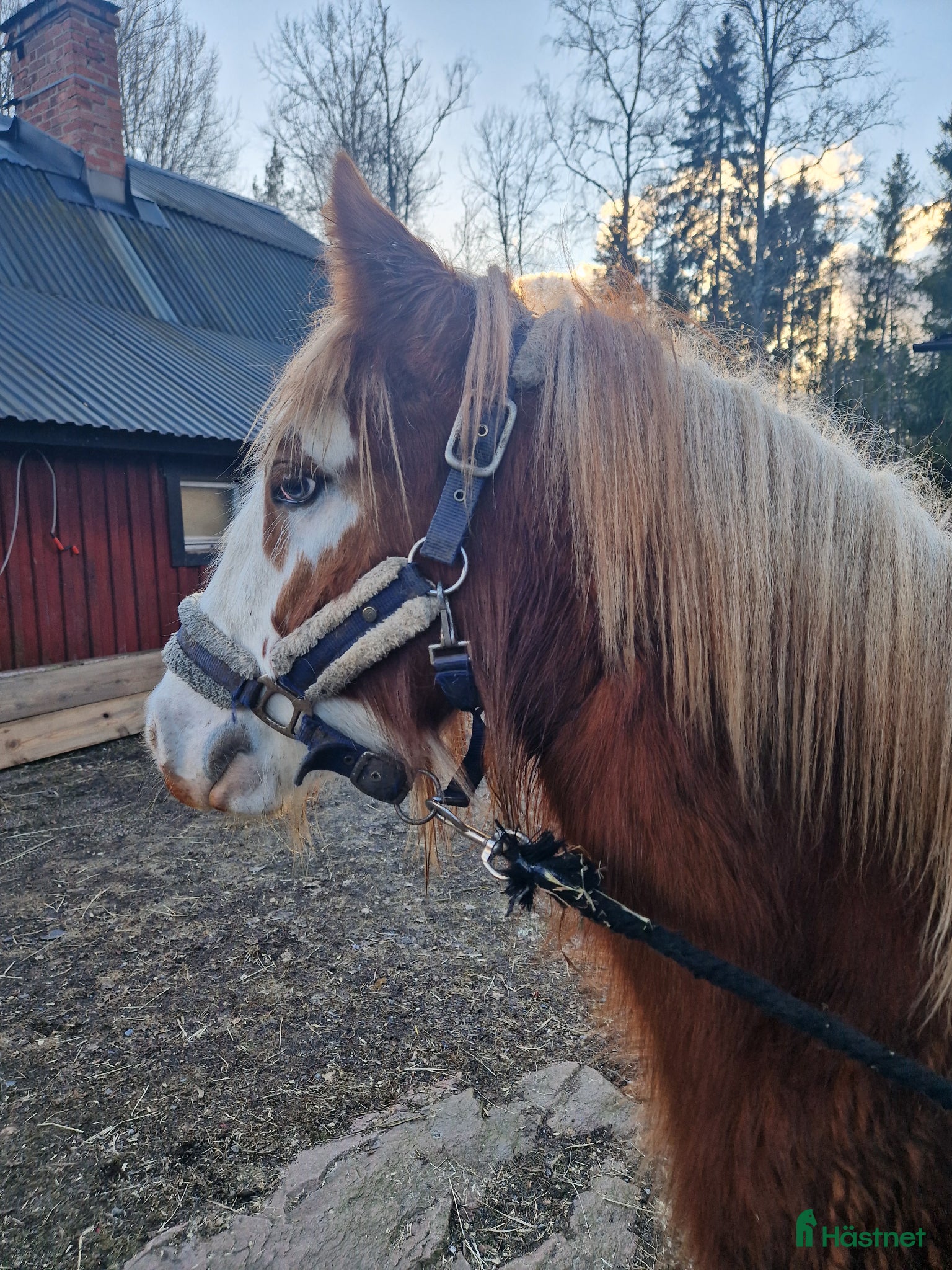  hästar Här finns din nya bästa vän på fyra ben! - Annons 7