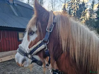 hästar Här finns din nya bästa vän på fyra ben! - Annons 7