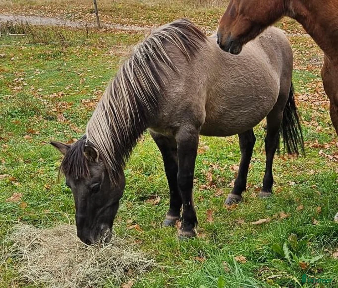 Övrigt hästar till salu: Bästa vän och skogsmulle ❤️ - Annons 3