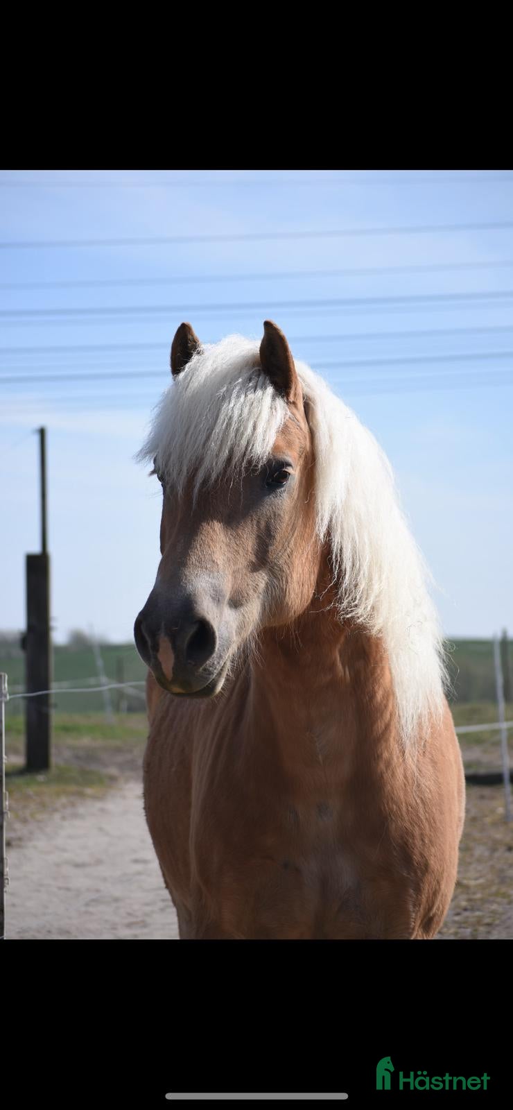  hästar Sällskap, eventuellt lättare skogsridning i Malmö - Annons 13