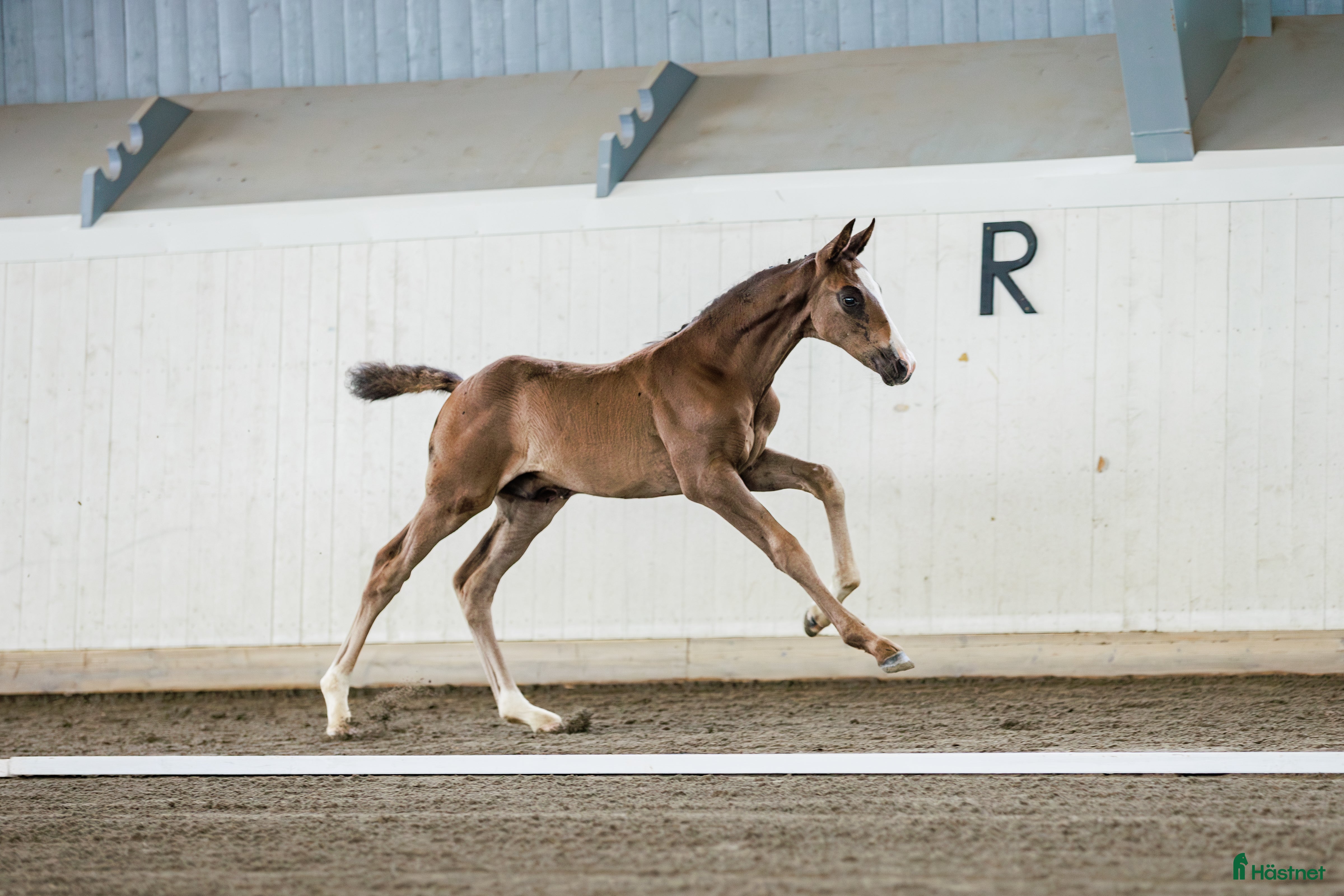  hästar Moderiktig hingst efter Salvatore Ferragamo  - Annons 3