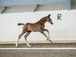 hästar Moderiktig hingst efter Salvatore Ferragamo - Annons 3