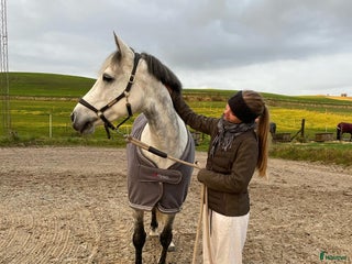 hästar Koncurrence pony - Annons 18