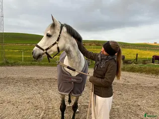 hästar Koncurrence pony - Annons 16