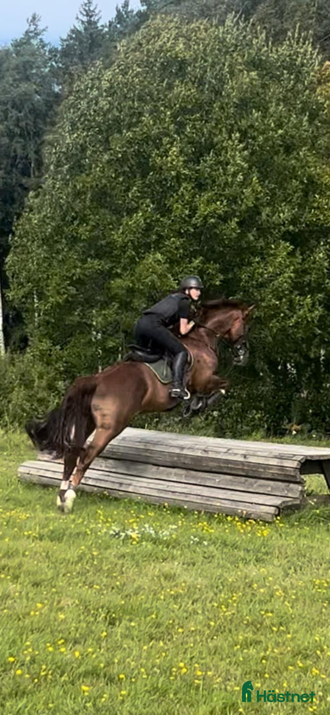  medryttarhäst finnes: Medryttare sökes - Annons 1