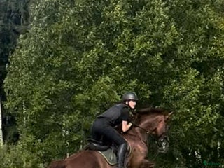 medryttarhäst finnes: Medryttare sökes - Annons 5