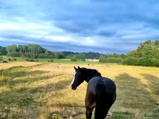 stallplats Stallplats Angarns Lundby - Annons 10