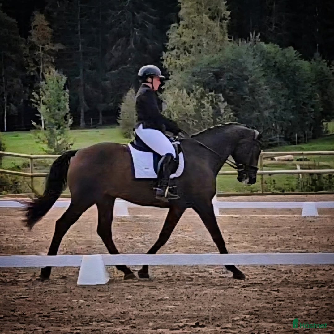 Dressyr hästar till salu: Världens bästa Loui i Harbo - Annons 3