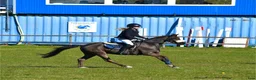 Hoppning hästar till salu: Fantastisk ponny! - Annons 5