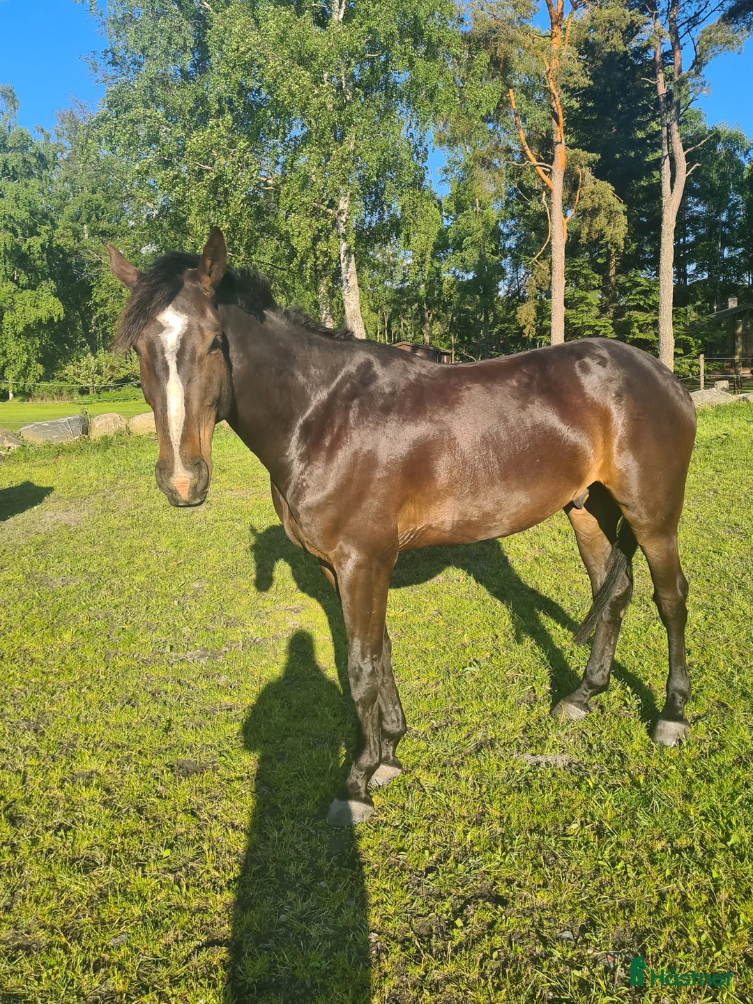 Hoppning hästar till salu: Fälttävlan/hopphest som elsker å jobbe i Råde - Annons 11