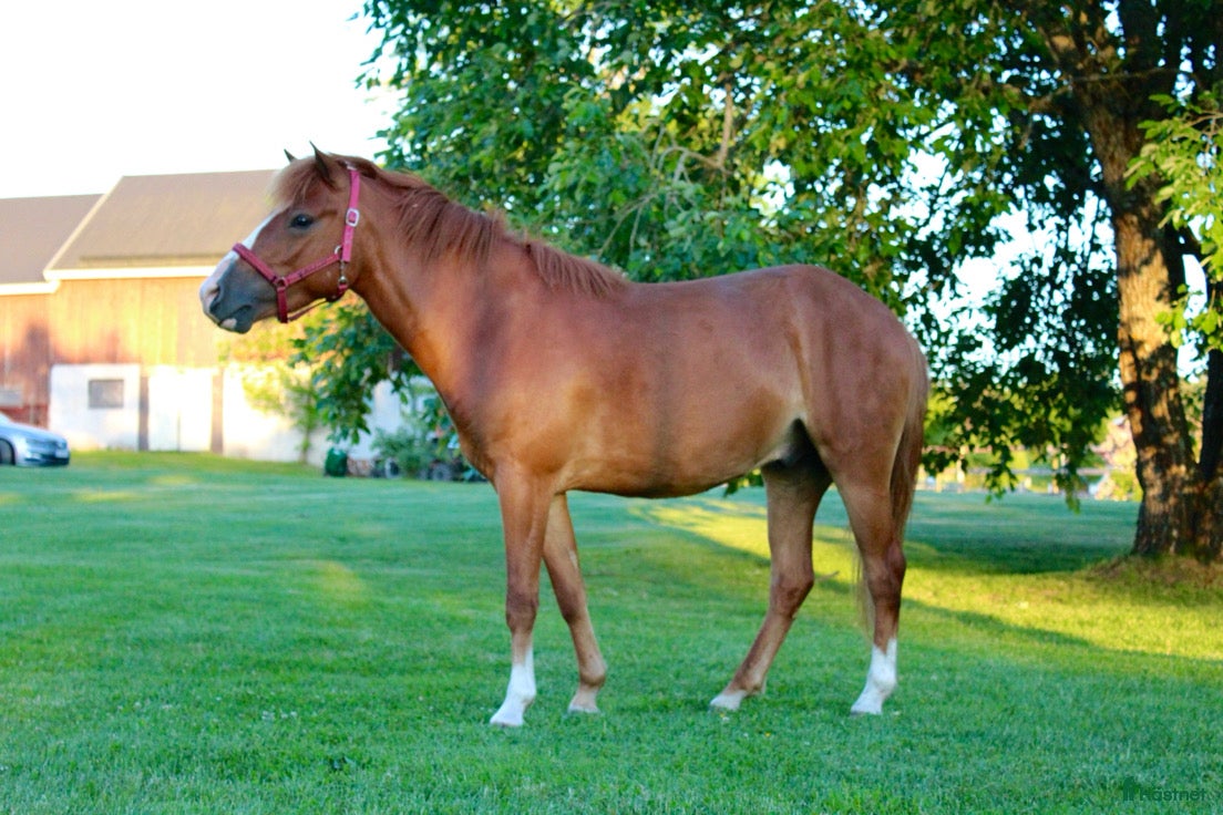  hästar Trav eller ridponny  - Annons 1