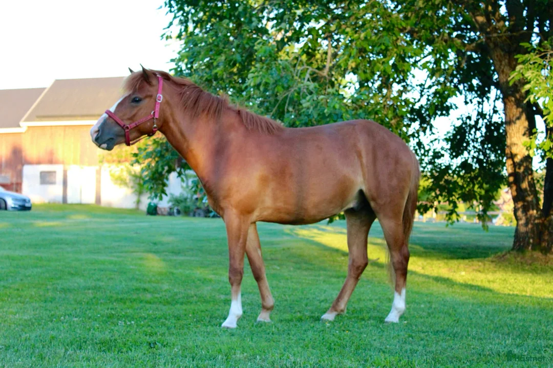 Trav hästar till salu: Trav eller ridponny  - Annons 1
