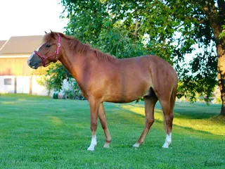 hästar Trav eller ridponny - Annons 1