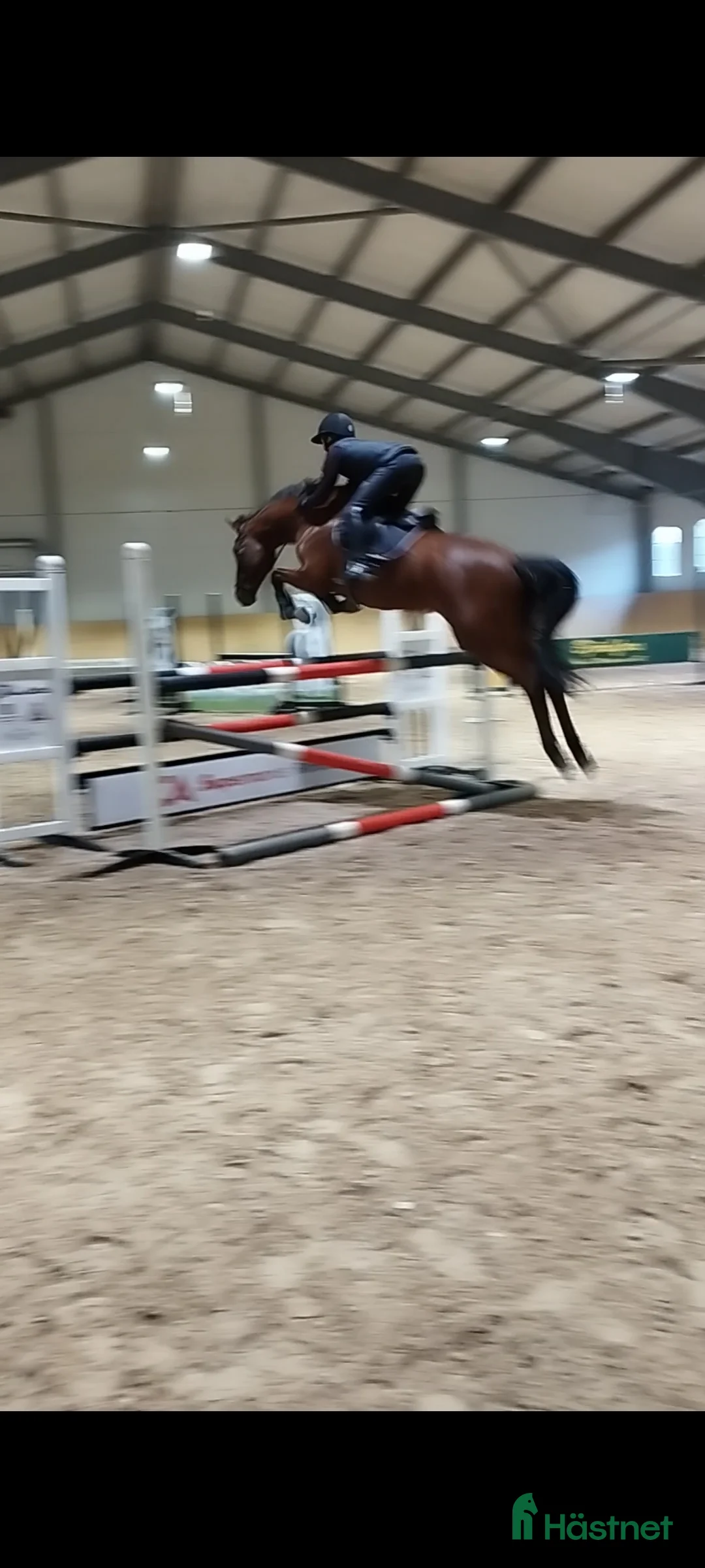  hästservice finnes: Horse Holistic - Hästutbildning - Annons 13