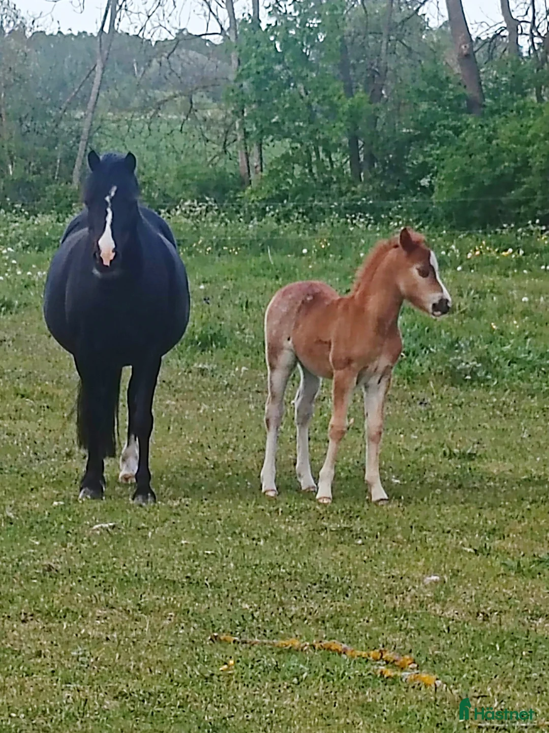 Allround hästar till salu: Welsh mountain hingst  - Annons 11
