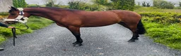 Allround hästar till salu: Selection of Connemara ponies  - Annons 9