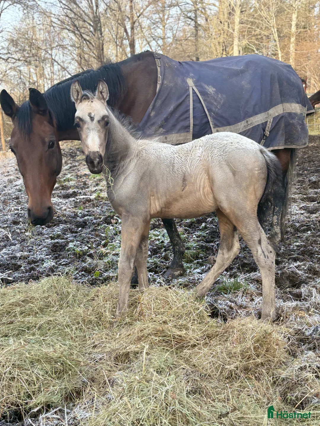 Allround hästar till salu: Charmig tjej  - Annons 1