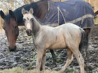 hästar Charmig tjej - Annons 18