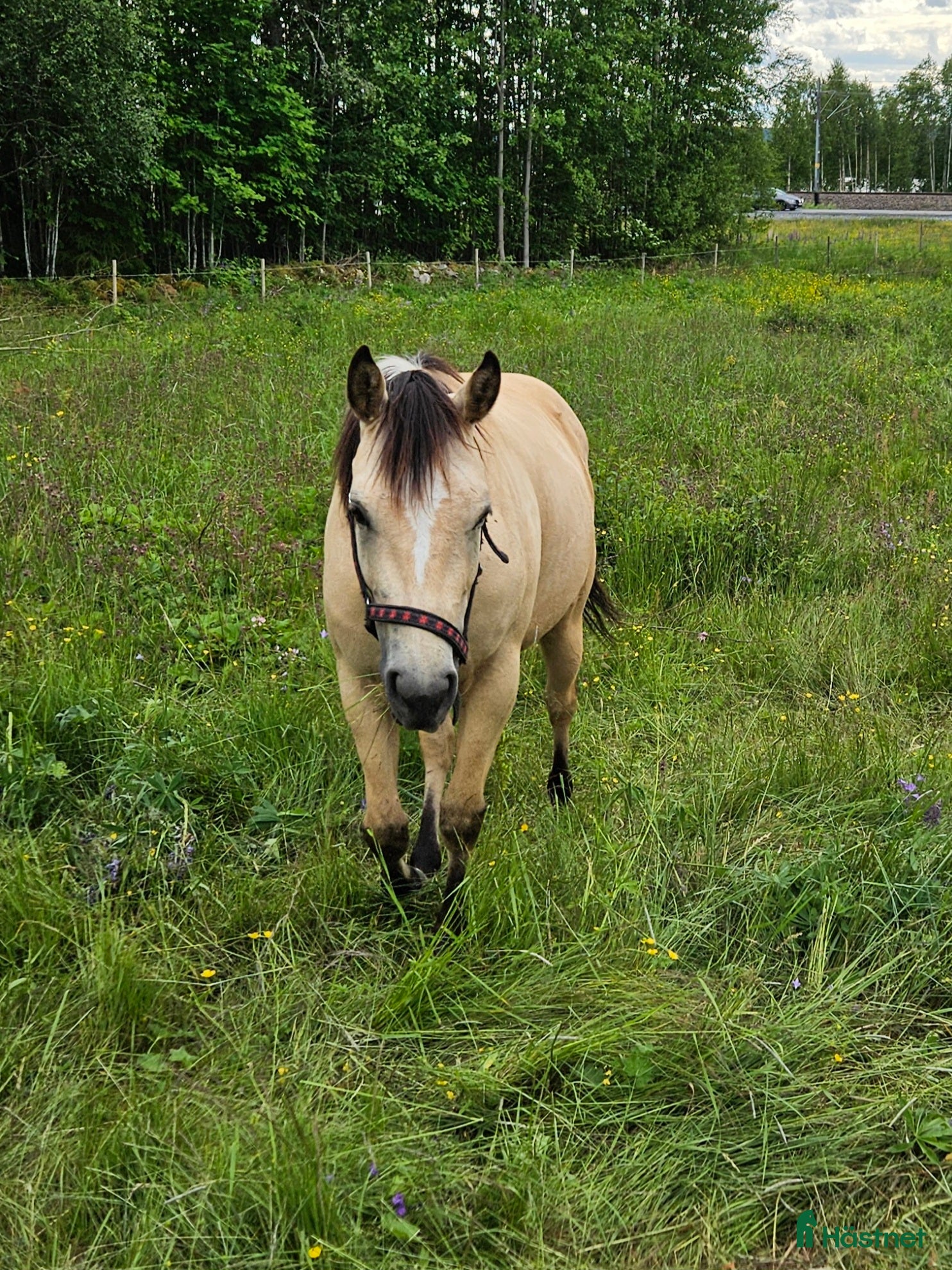  hästar Quarter sto 4 år - Annons 6