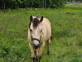 hästar Quarter sto 4 år - Annons 6