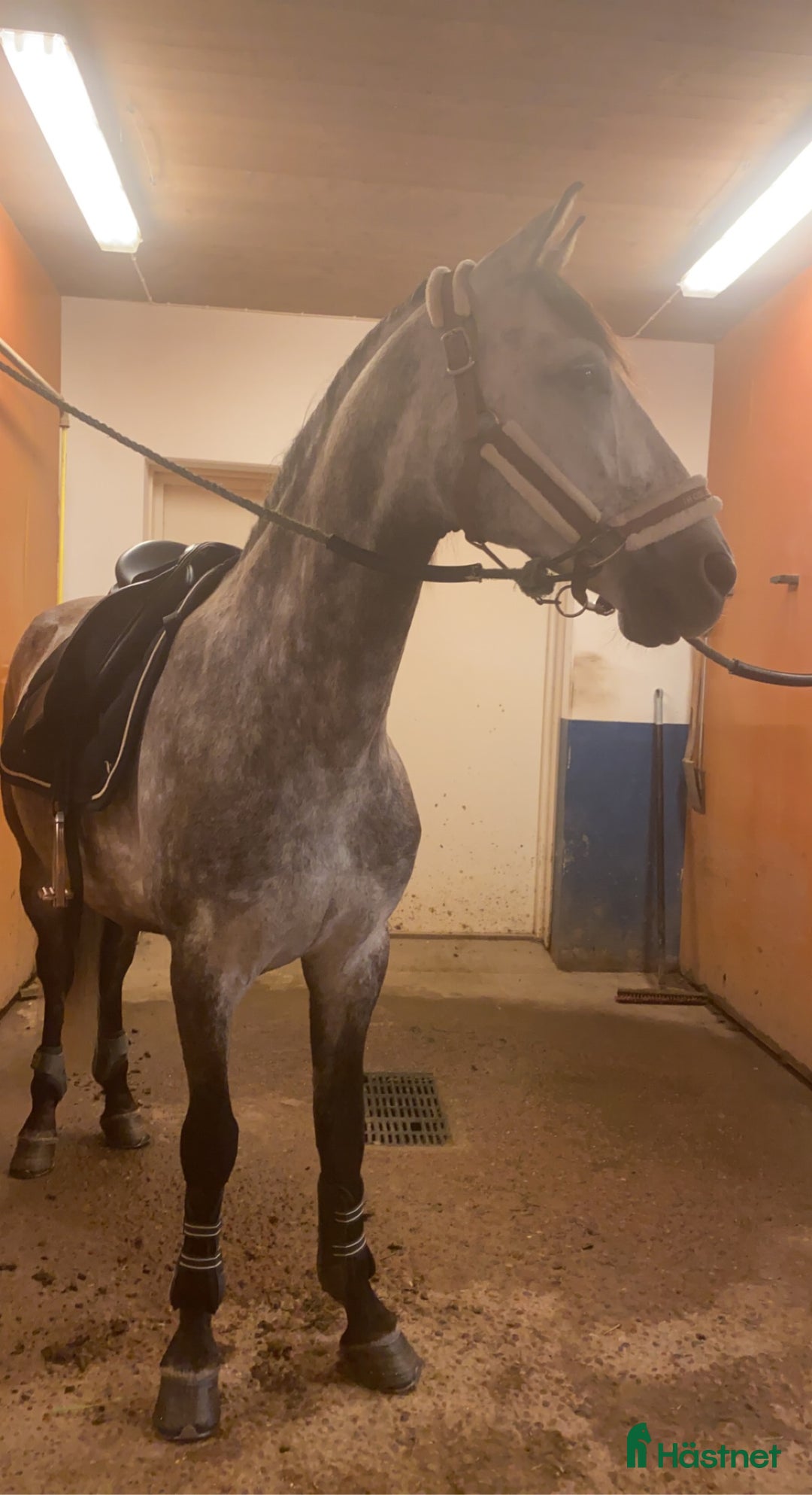 Allround hästar till salu: Superfin PRE valack  i Borlänge - Annons 1