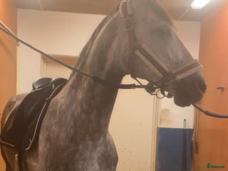 hästar Superfin PRE valack i Borlänge - Annons 17