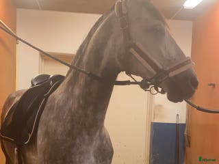 hästar Superfin PRE valack i Borlänge - Annons 12