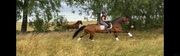 Dressyr hästar till salu: Lovande unghäst  - Annons 4