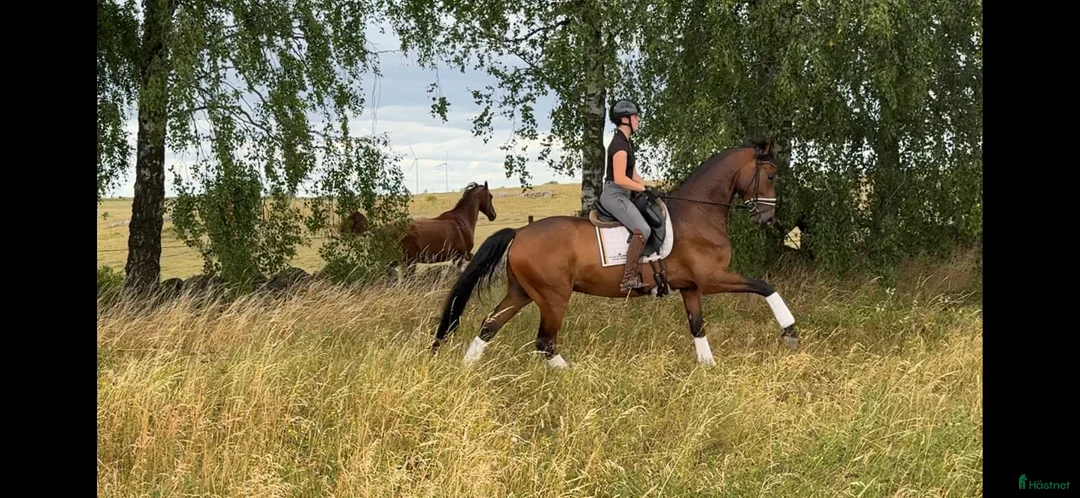 Dressyr hästar till salu: Lovande unghäst  - Annons 4