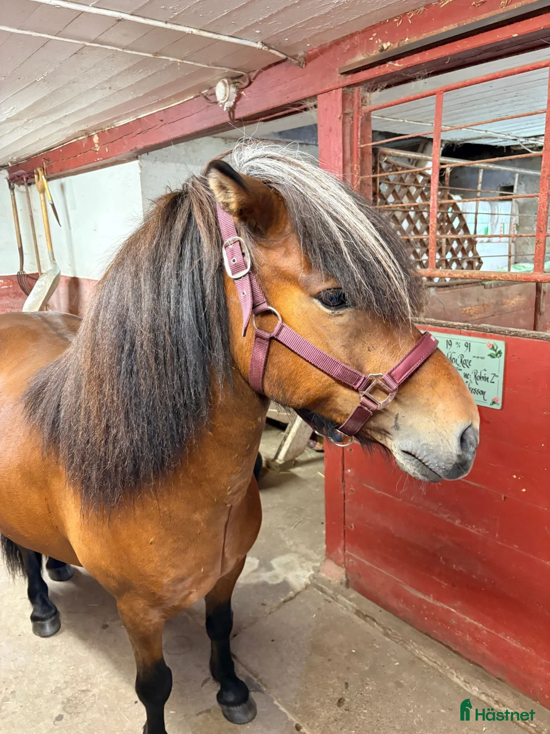Island hästar till salu: Trygg och snäll ung valack med fint temperament ❤️ - Annons 4