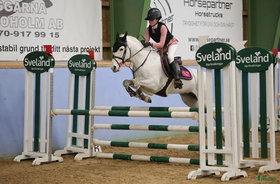 Hoppning hästar till salu: C ponny med rutin i msvb 🌟 - Annons 1