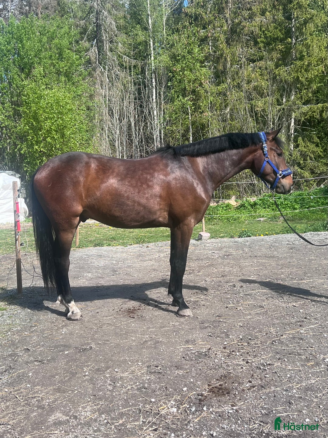 Allround hästar sökes: Valack född 2022 bytes i Ransta - Annons 1