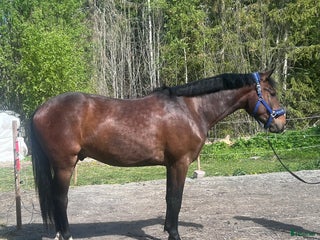 hästar Valack född 2022 bytes i Ransta - Annons 13