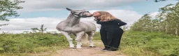 Dressyr hästar till salu: FEI DRESSAGE SCHOOLMASTER PONY for sale - Annons 4